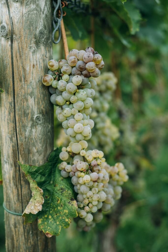 Malische Weinberge und sanfte Hügel in der Pfalz, ein typisches Landschaftsbild der Deutschen Weinstraße.