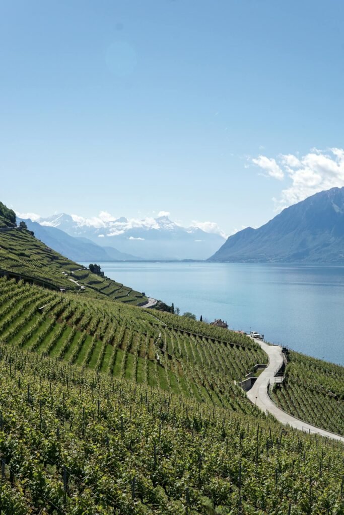 Malerische Weinberge am Genfersee im Lavaux, UNESCO-Welterbe, die sich sanft zum Ufer hinabziehen.