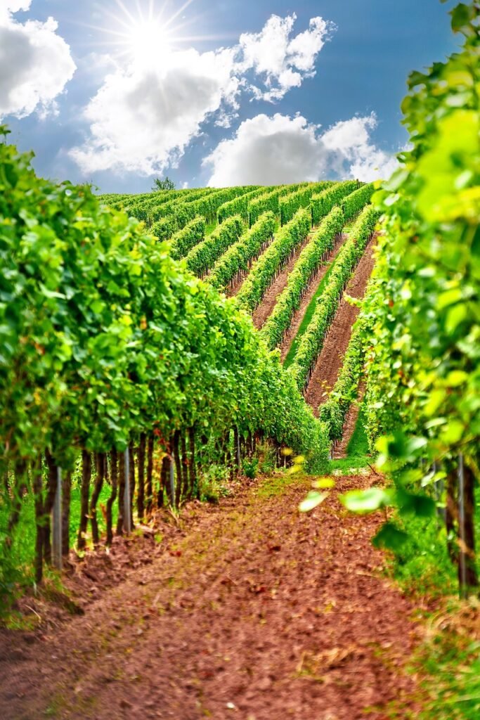 Malerische Weinberge in der Südsteiermark an einem Tag mit sonnigem, blauem HimmelWohnmobil Routen Österreich